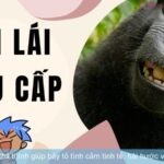 Những câu nói lái thả thính giúp bày tỏ tình cảm tinh tế, hài hước và cực kỳ cuốn hút.